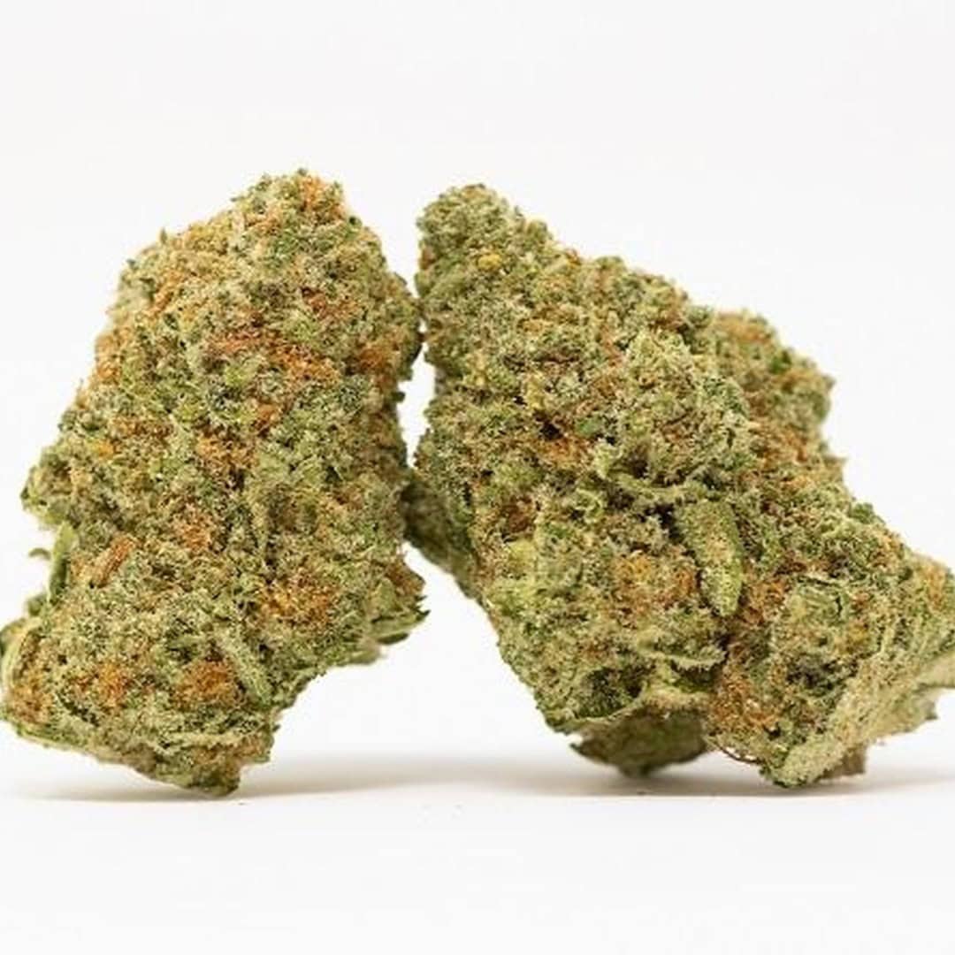 Mimosa #78